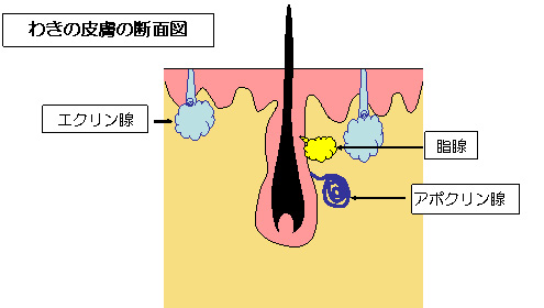 わきの皮膚の断面図